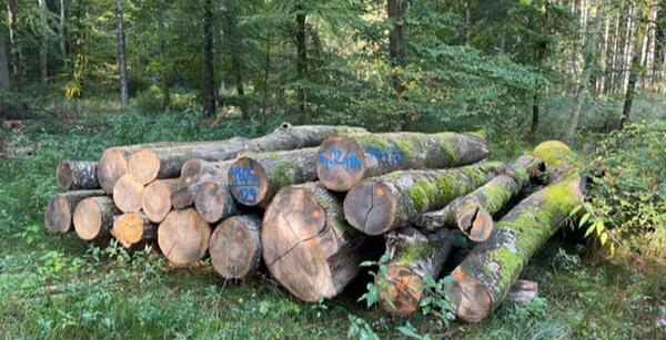 Auch Holz aus dem Griesinger Wald im Angebot